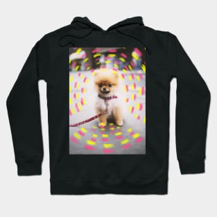 Pomeranian puppy Hoodie